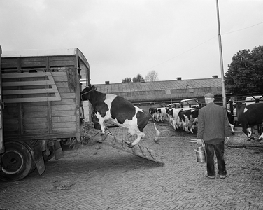 850487 Afbeelding van het laden van een koe in een veewagen op het voorterrein bij de Veemarkt (Croeselaan) te Utrecht, ...